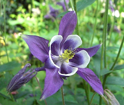 AQUILEGIA VULGARIS